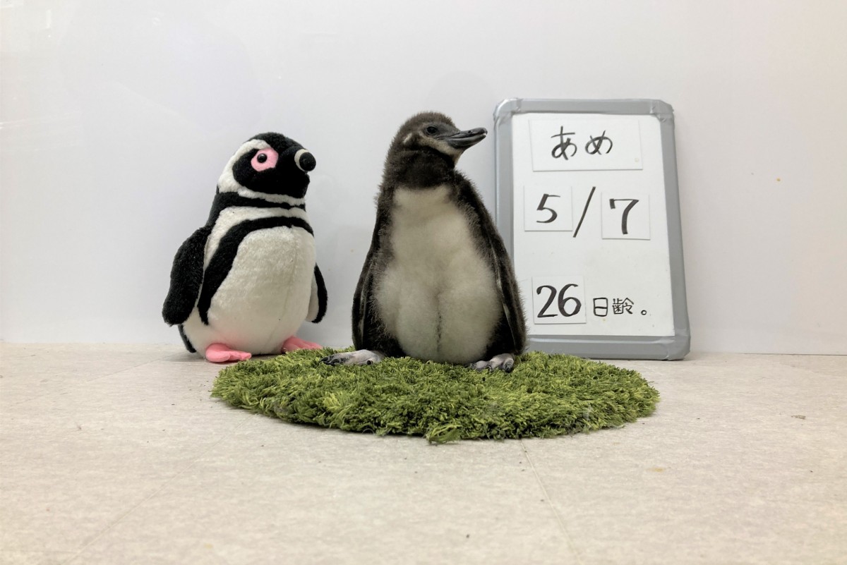 20230515　すみだ水族館　ペンギンの赤ちゃん