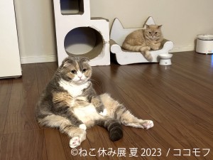 230621_ねこ休み展