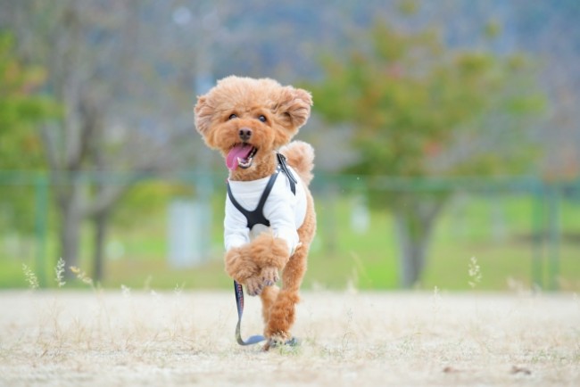 【関東周辺】“愛犬と泊まれる”宿泊施設5選！　温泉やサウナも楽しめる至福の空間まとめ