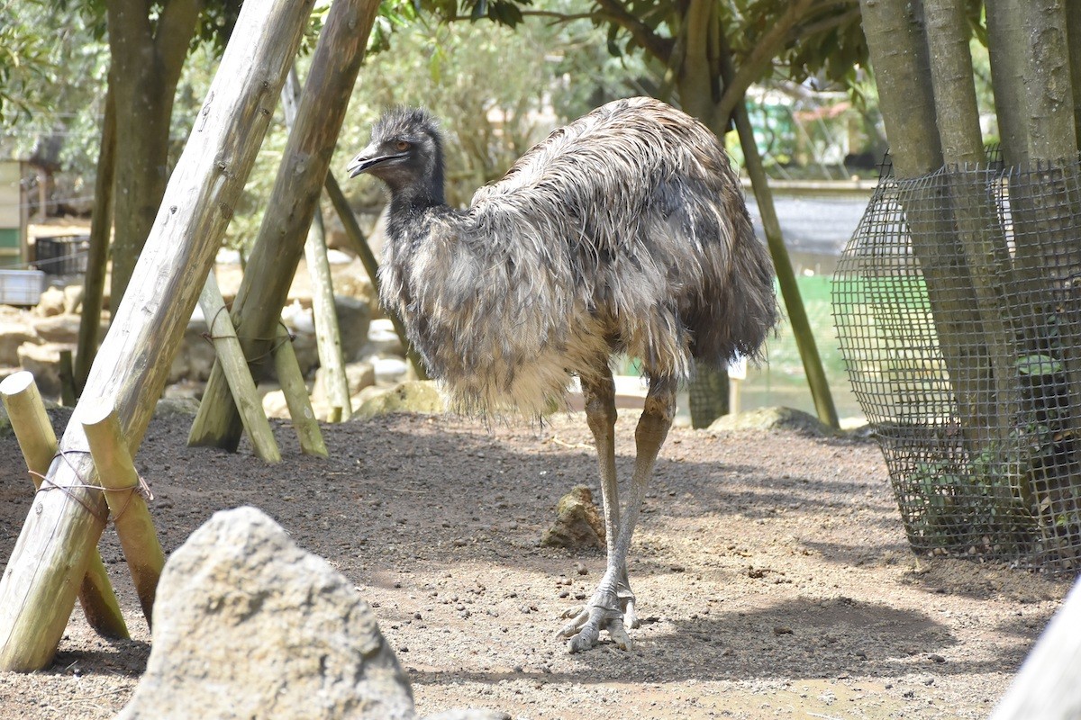 230106_伊豆シャボテン動物公園