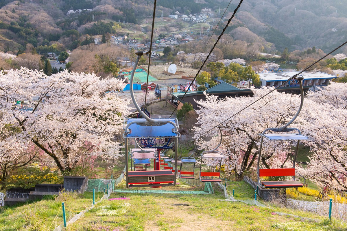 20230314さがみ湖桜まつり