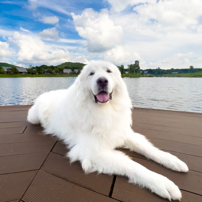 全国の宿“自慢の看板犬”ランキング発表！　1位は福島の“ふわふわの毛並み”が特徴のワンコ