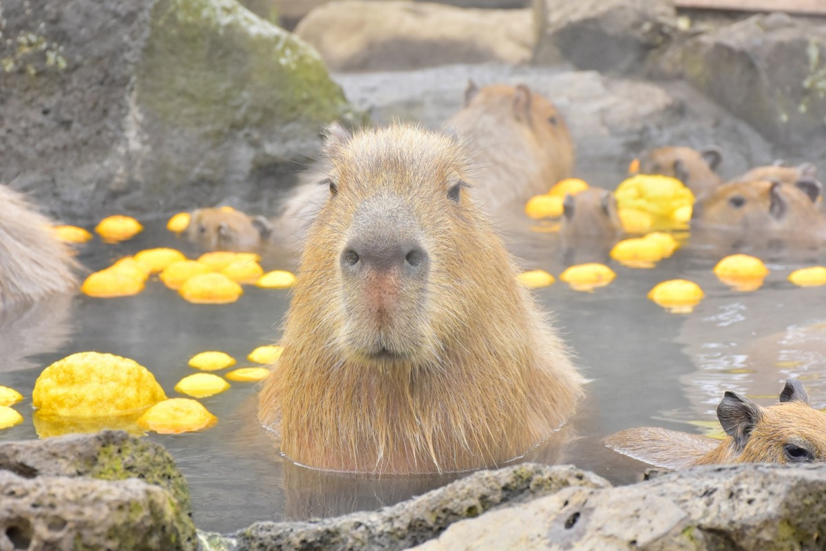 伊豆シャボテン動物公園_カピバラのゆず湯2023