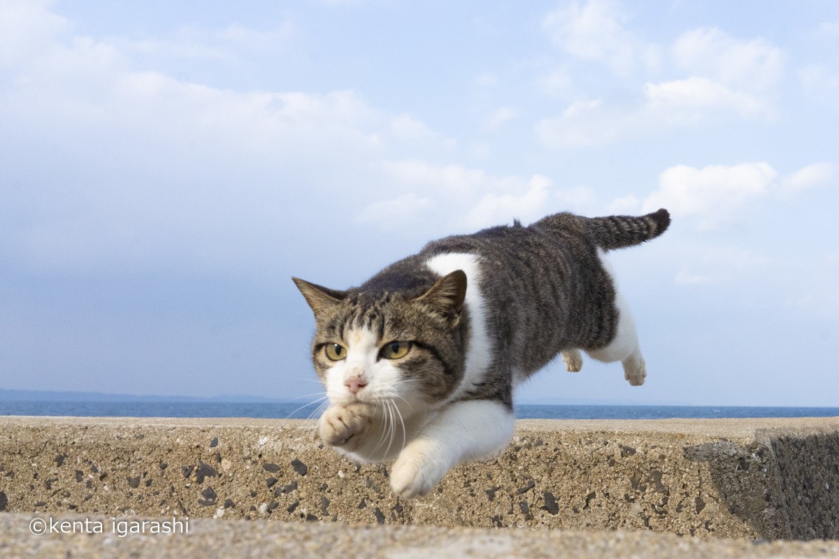 230413_飛び猫写真展