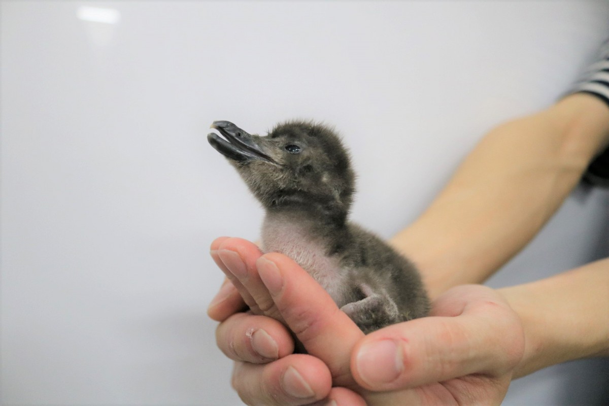 20230515　すみだ水族館　ペンギンの赤ちゃん