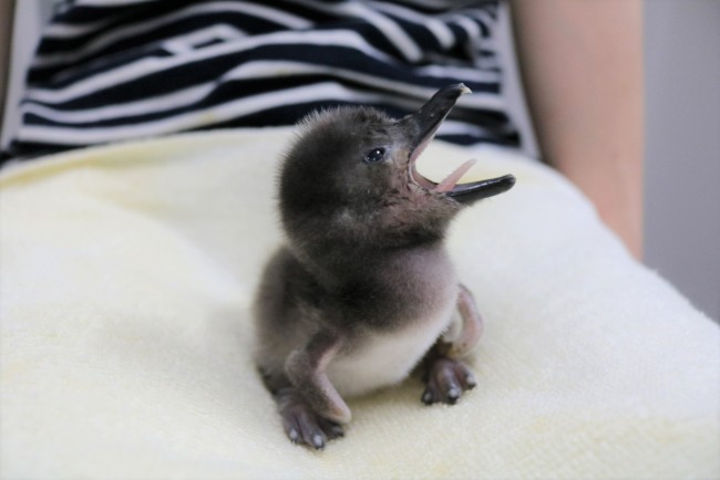 すみだ水族館、ペンギンの赤ちゃん誕生！　名前は姉の「きなこ」と同じく“大豆”に由来