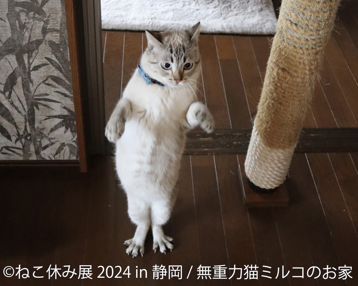 240219_「ねこ休み展 2024 in 静岡」