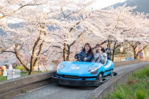 20240312「さがみ湖桜まつり」