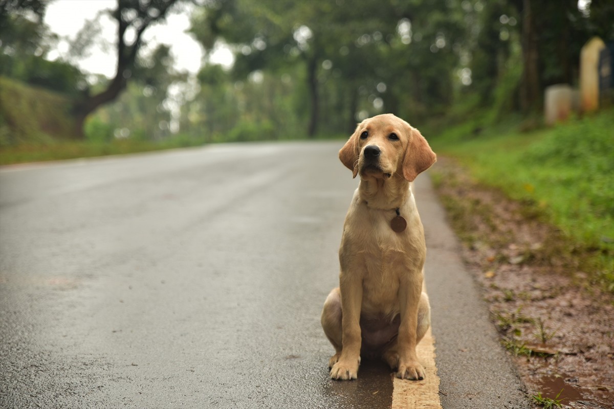 犬は人生を変える――孤独な男とやんちゃなラブラドール犬のロードムービー『チャーリー』本予告解禁