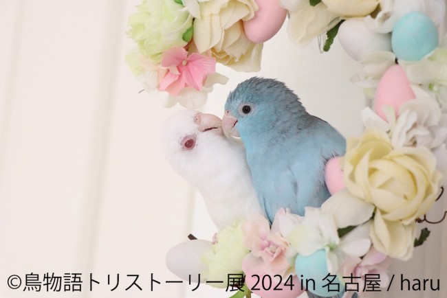 「鳥物語トリストーリー展」名古屋で開催！　シマエナガの写真や文鳥グッズなどが勢ぞろい