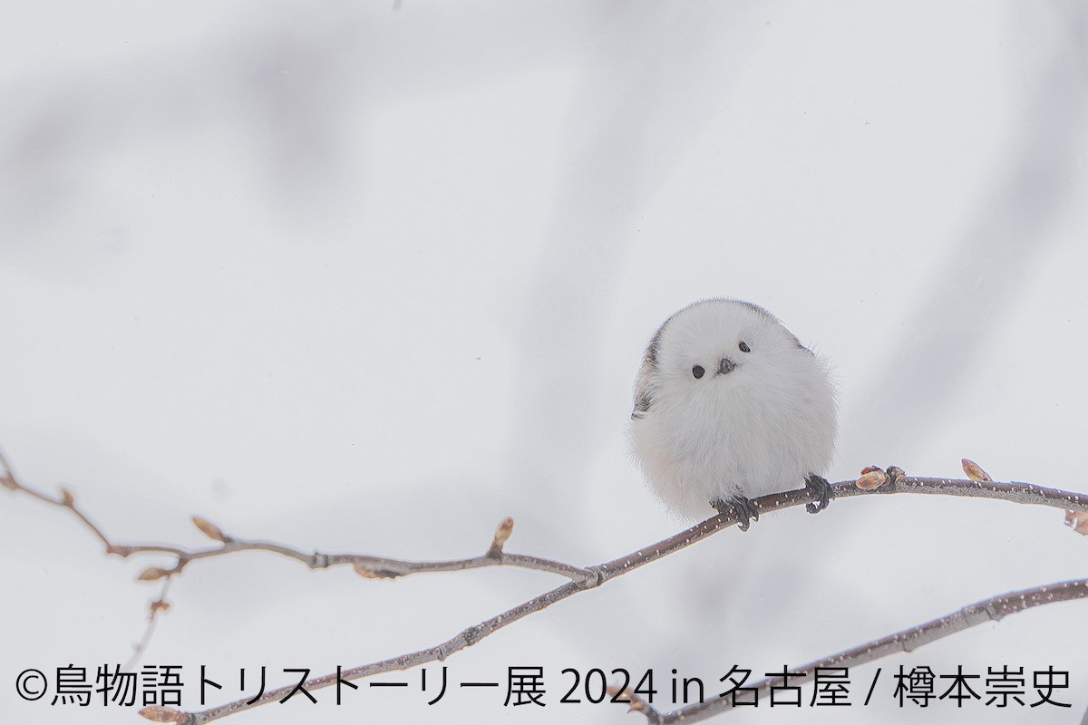 240408_鳥物語トリストーリー展