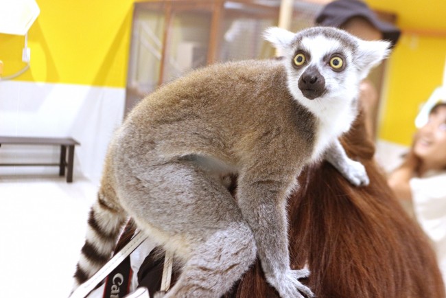 都内最大級の“屋内型ふれあい動物園”が誕生！　ぴょんと飛び乗ってくる動物たちに大興奮＜取材レポ＞