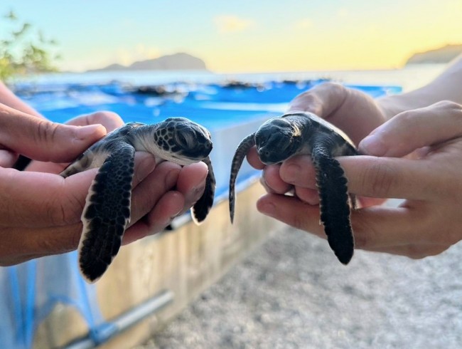 すみだ水族館“アオウミガメの赤ちゃん”のお披露目会を開催！　2頭が初めて水槽デビューへ