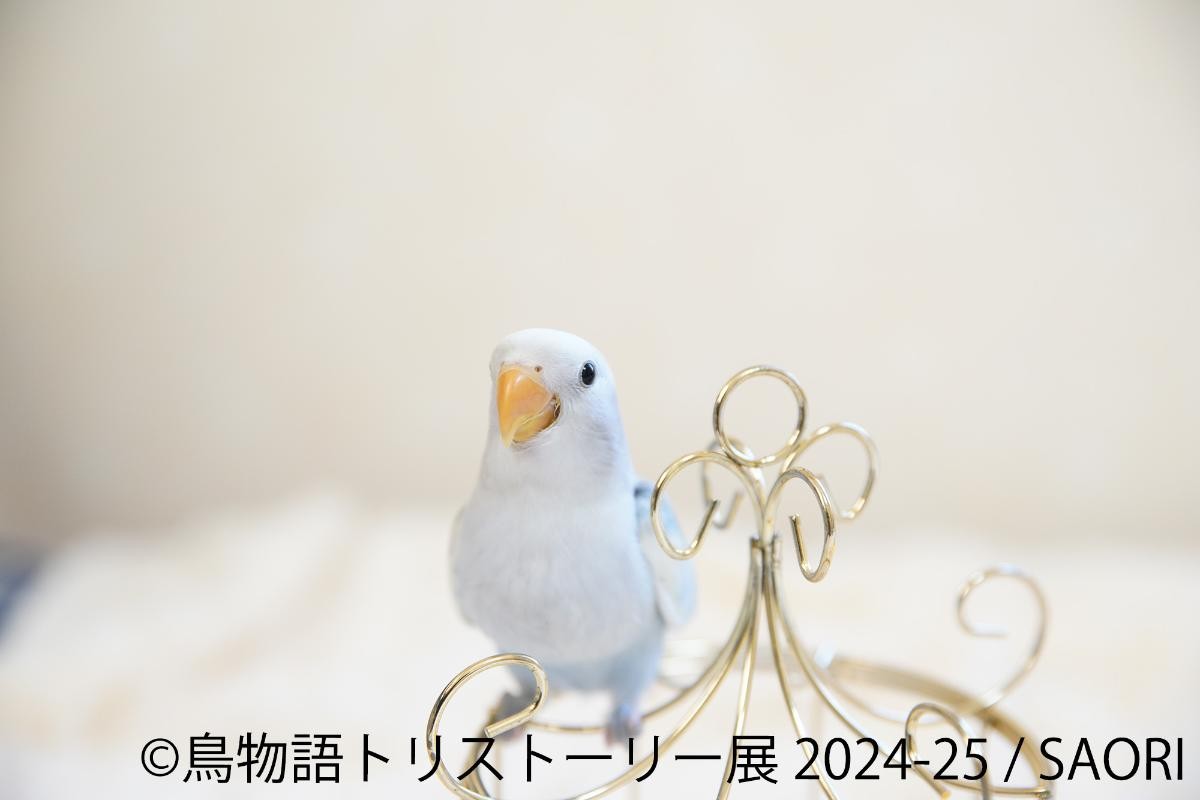 20241211「鳥物語トリストーリー展 2024－25」