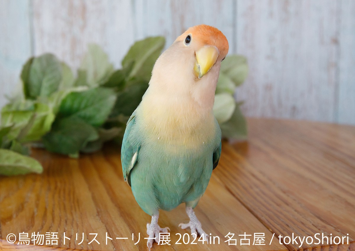 240408_鳥物語トリストーリー展