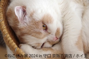 京阪百貨店で「ねこ休み展」初開催！　人気の“スターねこ”たちの癒やされる作品が盛りだくさん