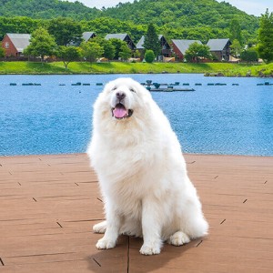 楽天トラベル「宿の看板犬ランキング」発表！　1位は福島の「もっふもふで笑顔がかわいい」ワンコ