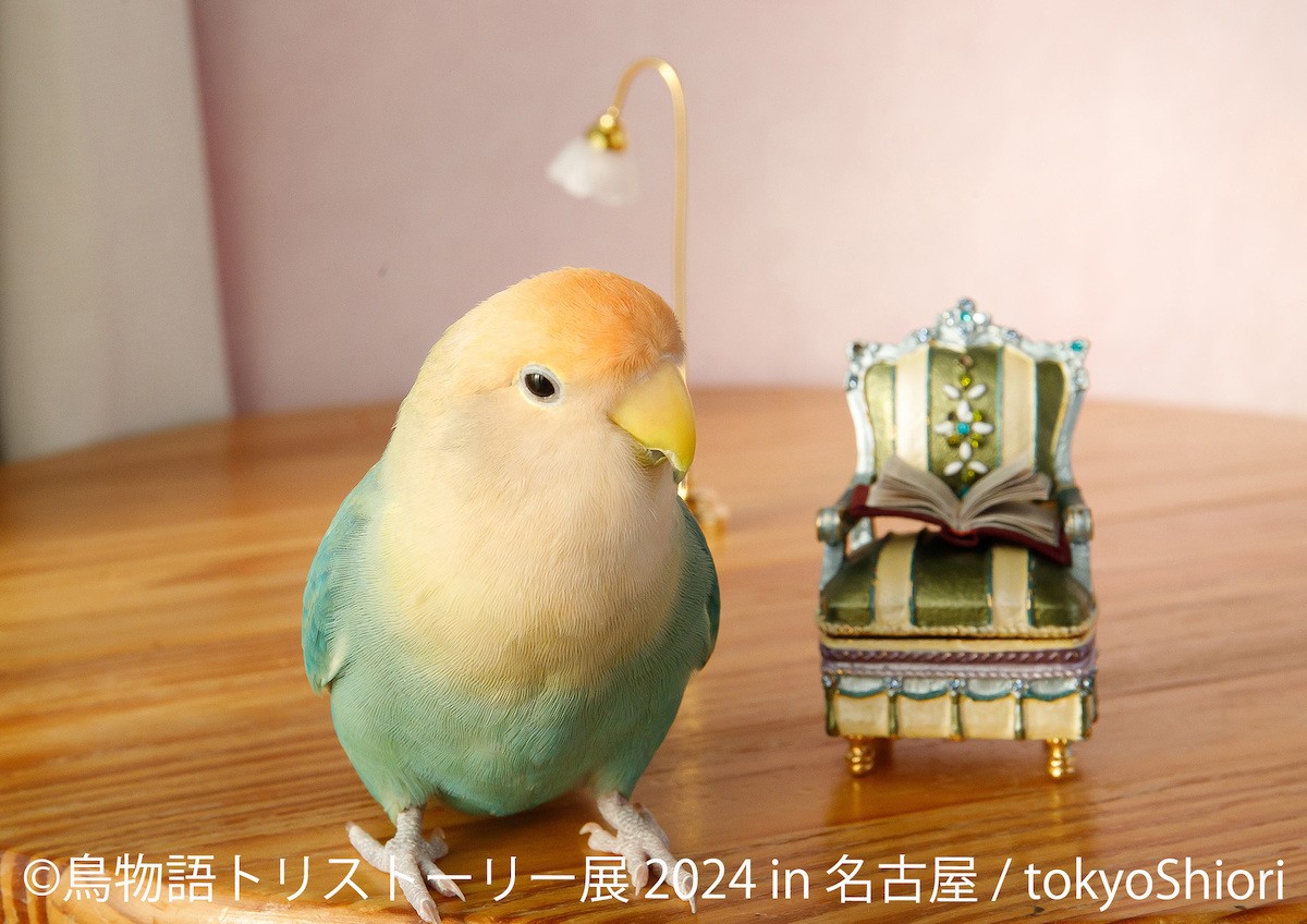 240408_鳥物語トリストーリー展