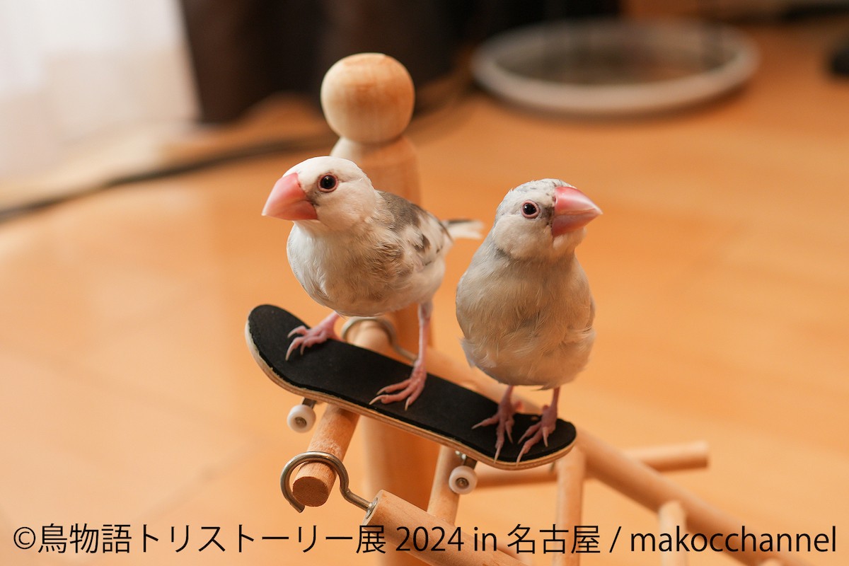 240408_鳥物語トリストーリー展