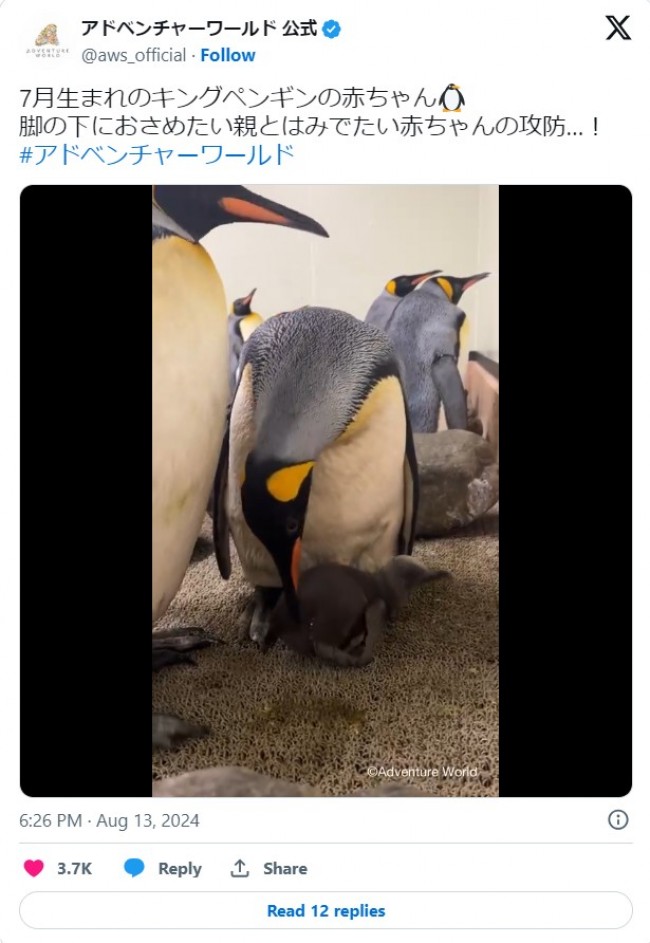 キングペンギンの赤ちゃんVS親の攻防がかわいすぎる！　アドベンチャーワールド公式Xの動画が話題