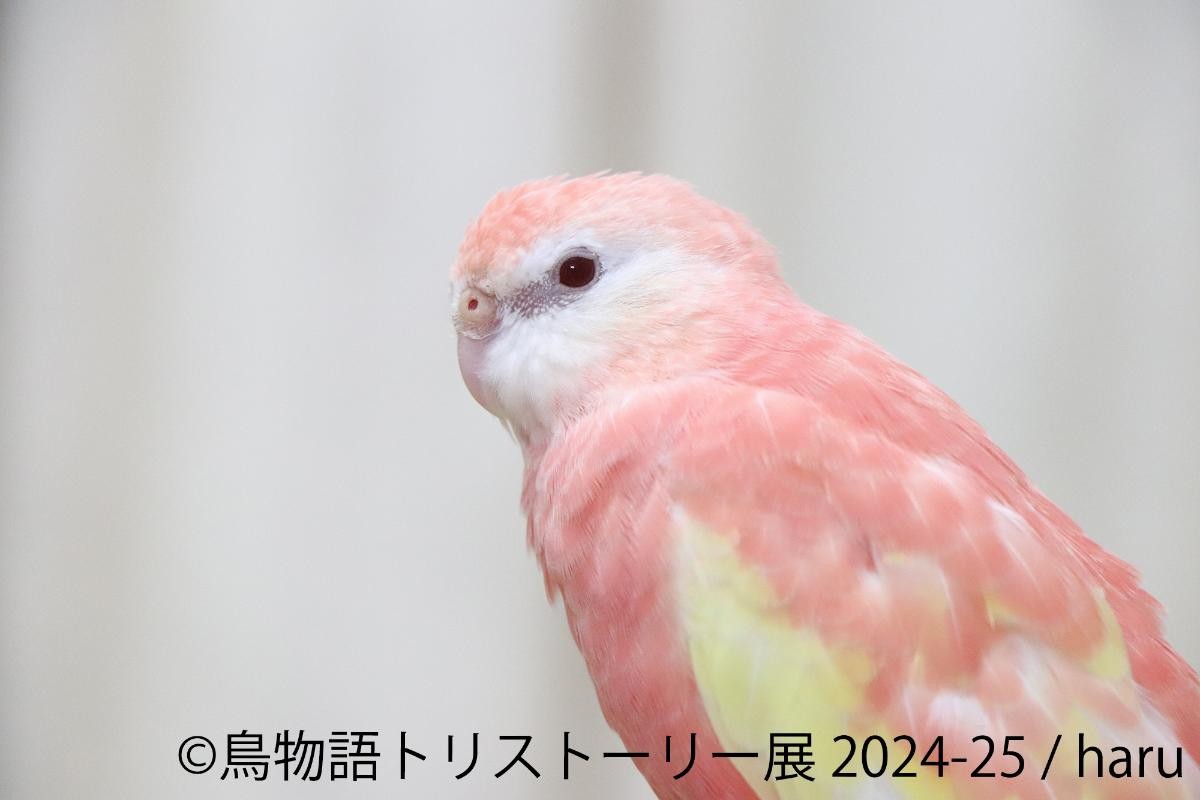 20241211「鳥物語トリストーリー展 2024－25」