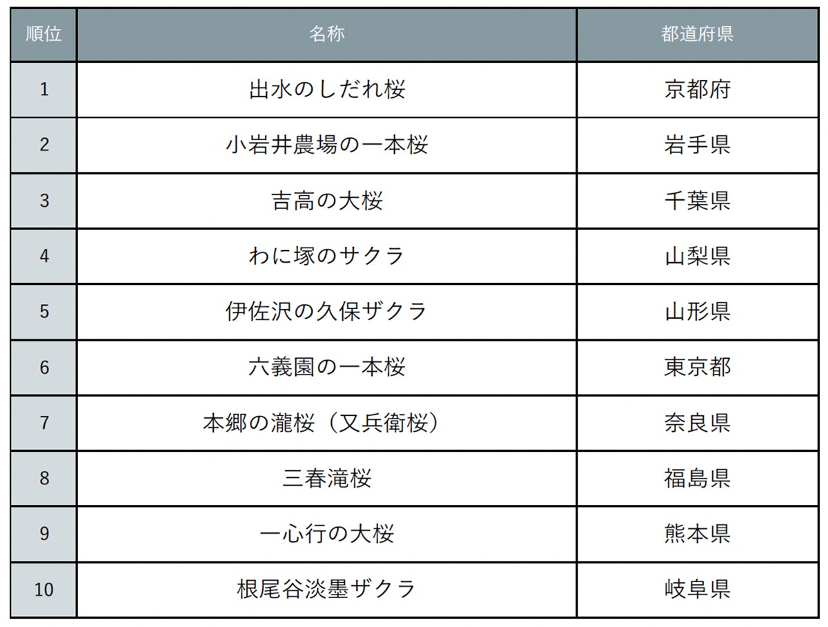 20240308「じゃらん 会いに行きたい一本桜ランキング」