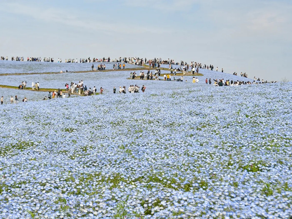 茨城・ひたち海浜公園“ネモフィラ”の見頃到来！　見頃のピークはいつまで？