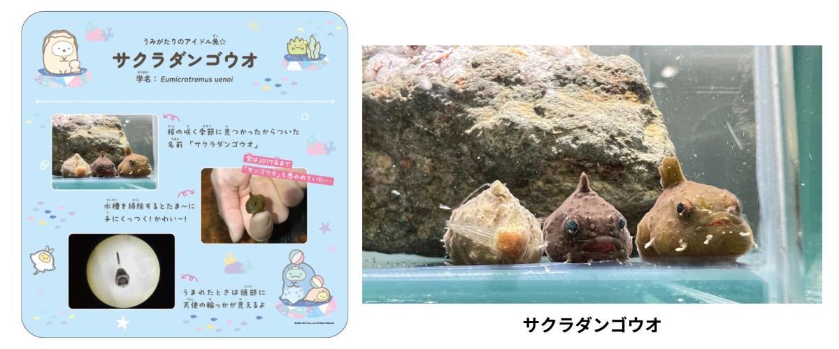 20240612「すみっコぐらしすいぞくかん meets 上越市立水族博物館 うみがたり」