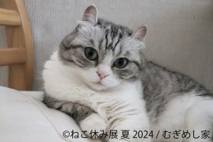 東京で「ねこ休み展」開催へ！　新たなスター猫の展示や限定ポップアップを実施