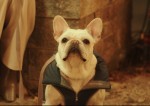 映画『DOG DAYS 君といつまでも』場面写真