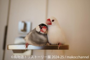 東京で「鳥物語トリストーリー展」開催へ！　過去最大規模の文鳥やインコたちの作品が集結