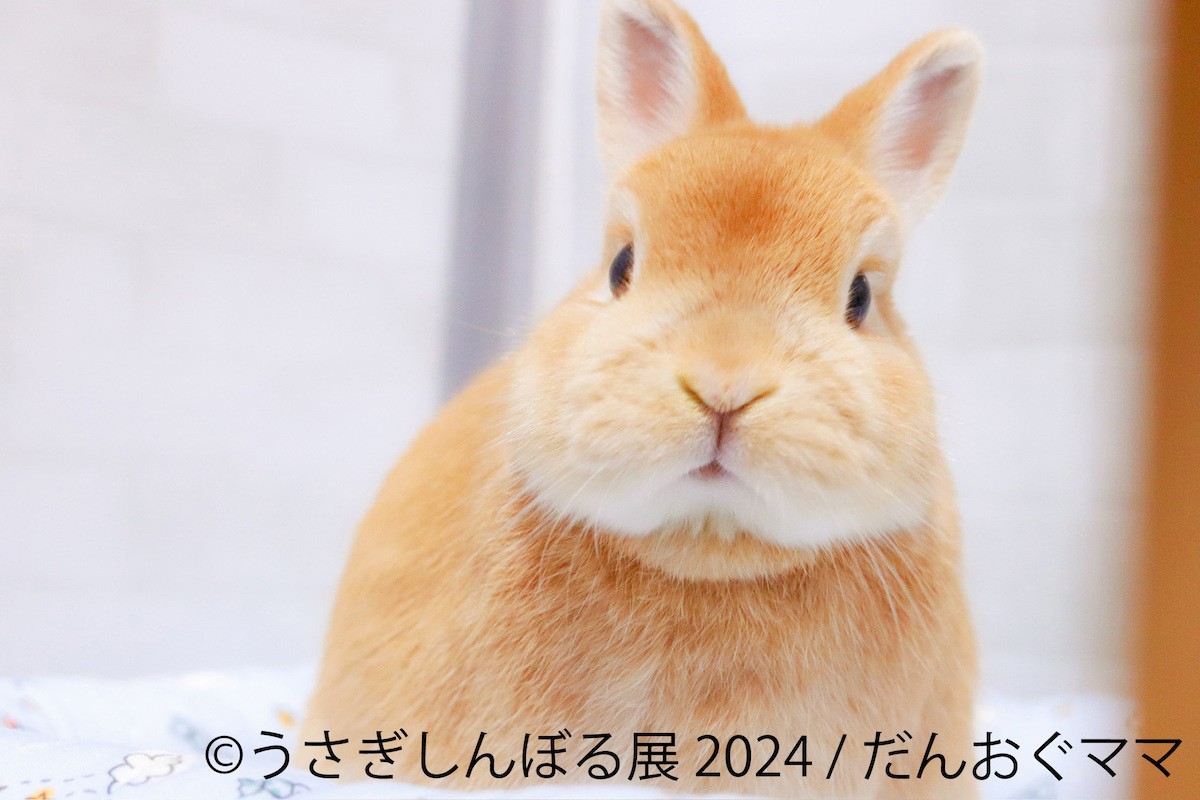  240815_「うさぎしんぼる展 2024」