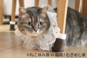 福岡で「ねこ休み展」約2年ぶりに開催へ！　スター猫たちの展示やグッズ販売を実施