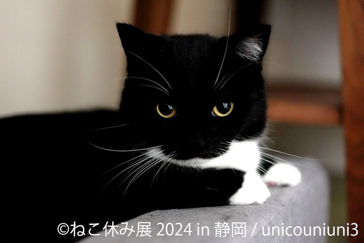 240219_「ねこ休み展 2024 in 静岡」