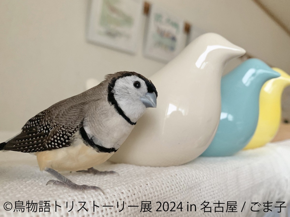 240408_鳥物語トリストーリー展