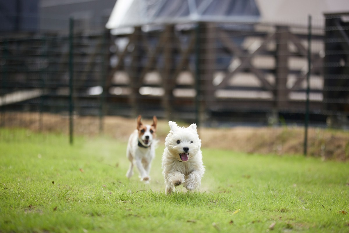 20240525「まるのもり Glamping with Dog」