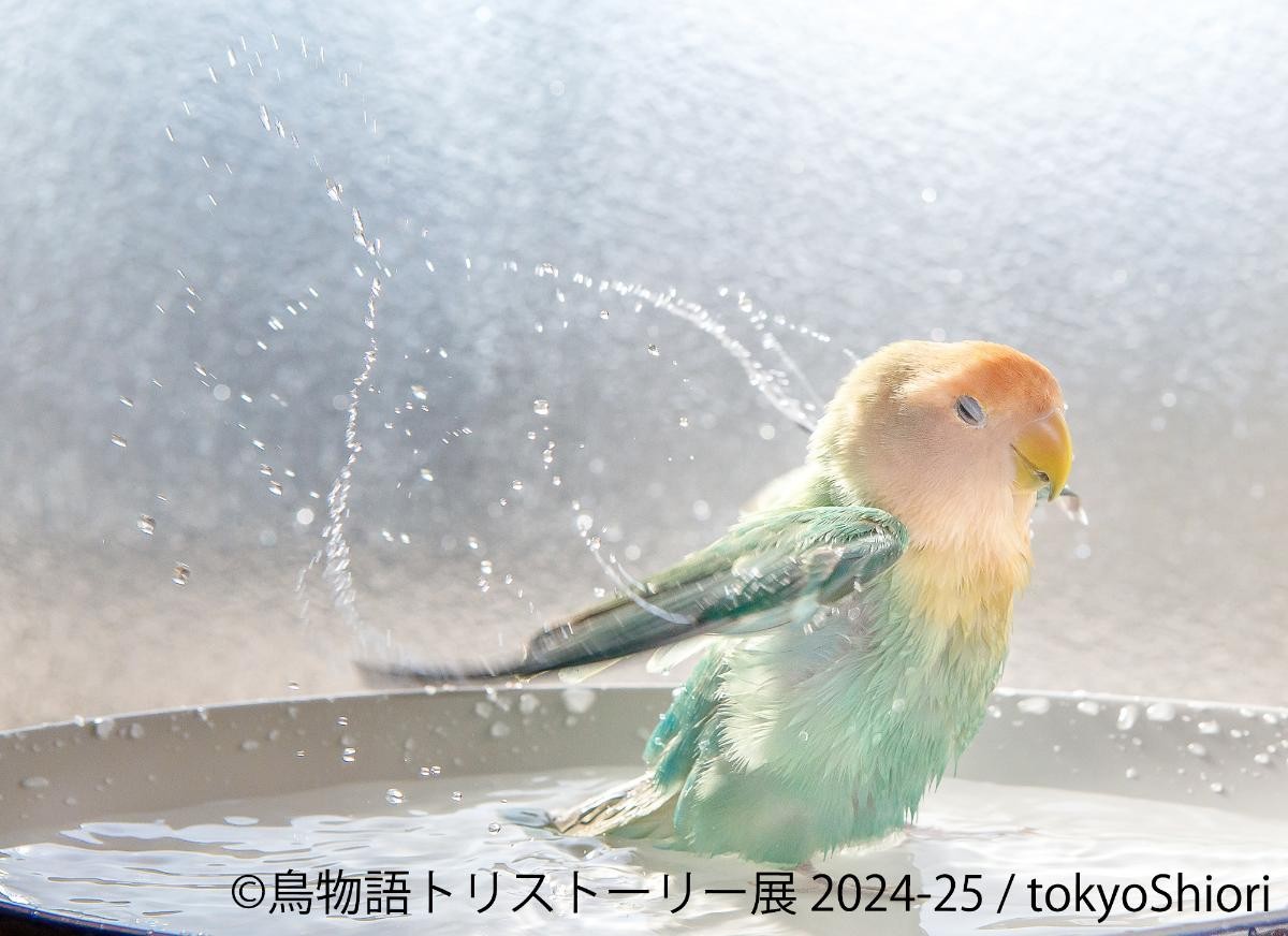 20241211「鳥物語トリストーリー展 2024－25」