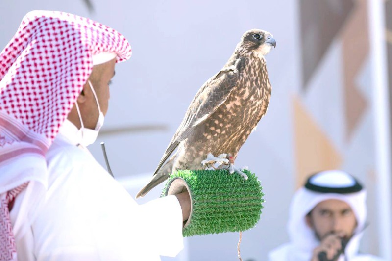 المهرجان يواصل تسجيل الصقور في بعض الفئات حتى يوم 9 ديسمبر لاستيعاب أكبر عدد من الصقارين الراغبين في المشاركة