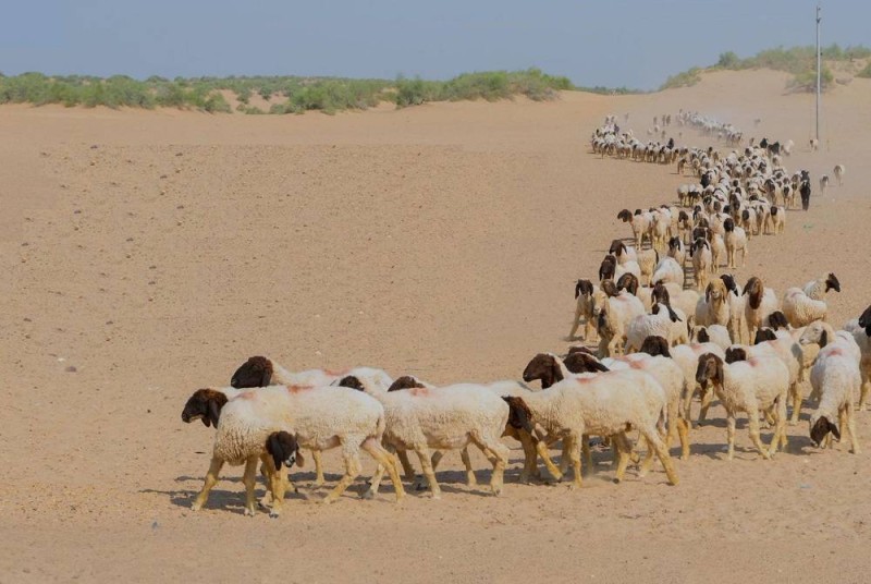 سيتم تطبيق عدد من الإجراءات بحق المُلّاك والرعاة غير الملتزمين