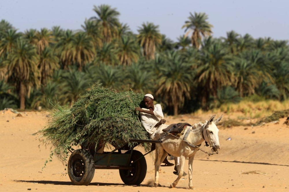 مزارع سوداني